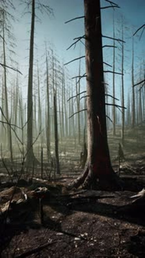 Towering Trees in a Regenerating Forest