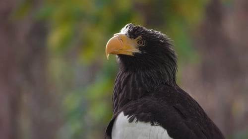 Stellers Seeadler (Haliaeetus Pelagicus)