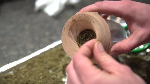 Ground up marijuana flowers being added to porous pantyhose bag for steeping.