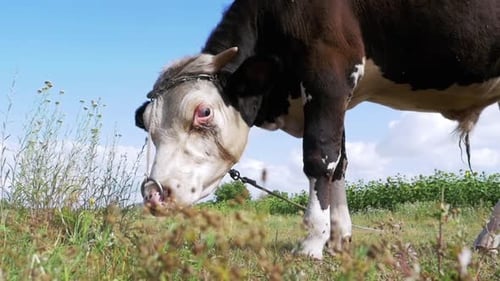 Beautiful Gray and White Bull Grazing on Meadow on Sky Background Slow Motion