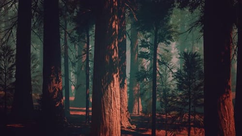 Towering Sequoia Forest A Verdant Expanse of Majestic Trees Dark Forest