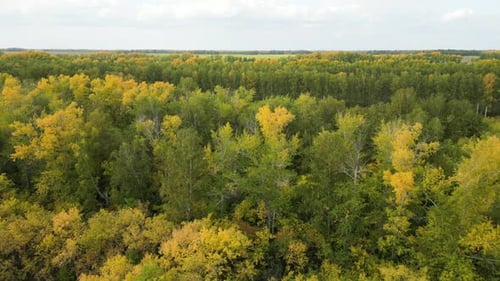Panoramic View of Treetops with Yellow and Green Leaves on Autumn Day Flight Over Woods Natural