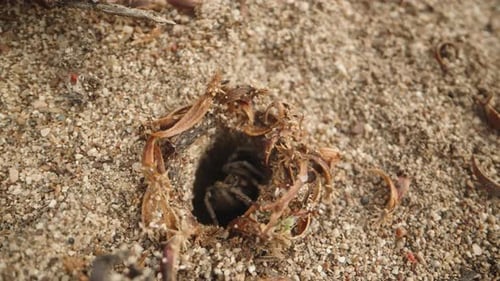 Eine Spinne im Sand, aus der sie schnell herauskommt, während kleine rote Spinnen in der Nähe kriechen.