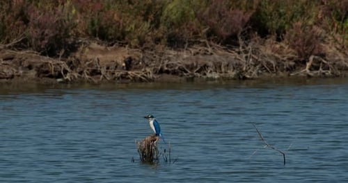 Tourné vers la gauche, alors qu'il est perché sur des brindilles au milieu de l'eau, le martin-pêcheur à collier Todiramphu