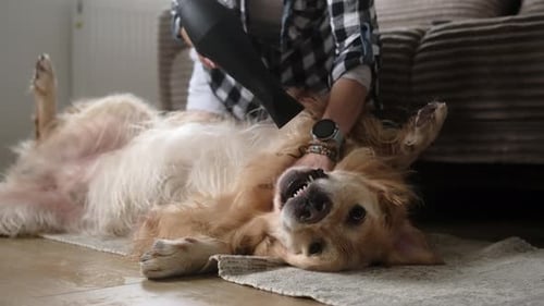 Woman Dries Happy Golden Retriever with Hair Dryer