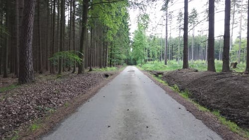 Drivers POV of an empty forest during evening.