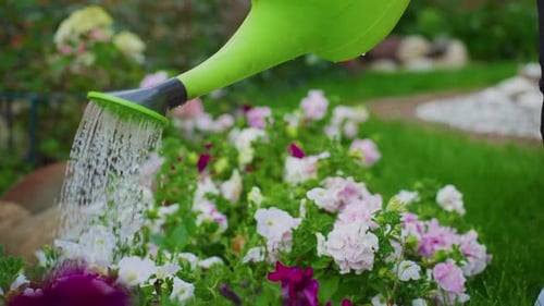 Gardener Watering Petunia Flowers in Garden with Watering Can