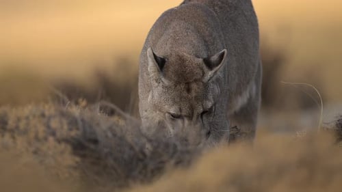 Puma Sniffing the Ground in the Wild Landscapes of Chile