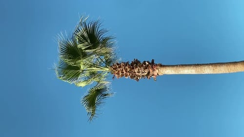 Palm Tree Against Bright Blue Tropical Sky