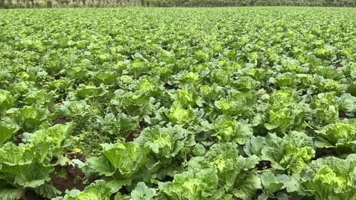 verduras de col