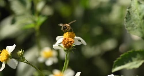 Bee pollinating on white flowers