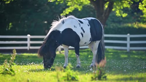 Shetland pony grazing on green meadow with white daisy flowers. Shetland pony with a lush mane, graz