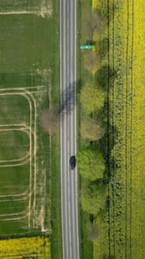 Top View Of Cars Driving On The Road Through Yellow Rapeseed Fields In Spring