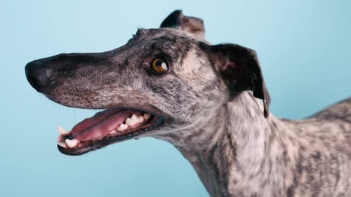 Brindle Windhund keucht in Zeitlupe