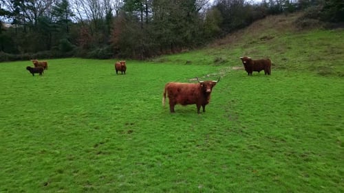 Highland cattle motionless looking at camera, lush green pasture
