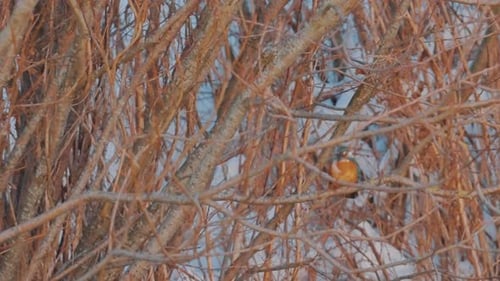 Colorful Kingfisher Perched on Snowy Winter Tree Branch