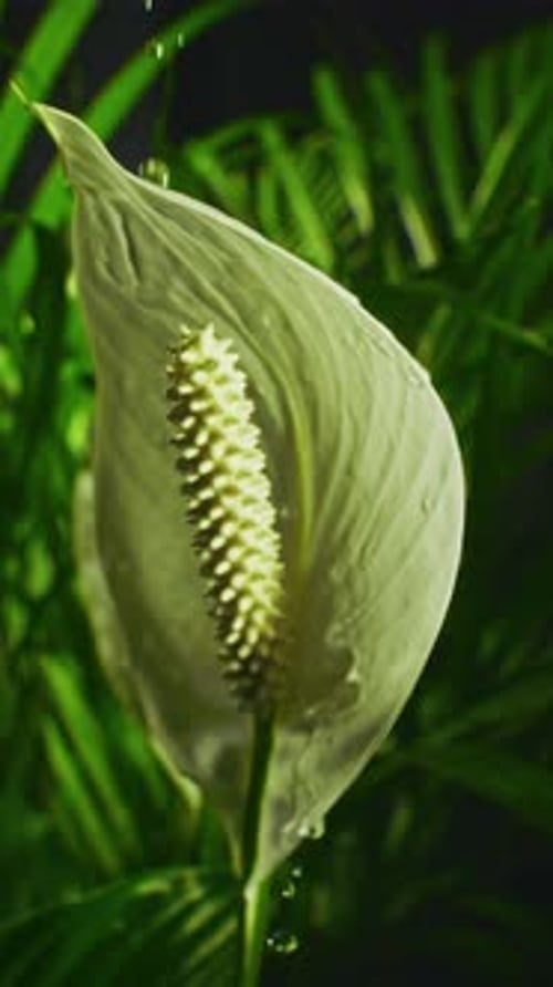 Droplets Falling On Peace Lily Spathes With Lush Green Background