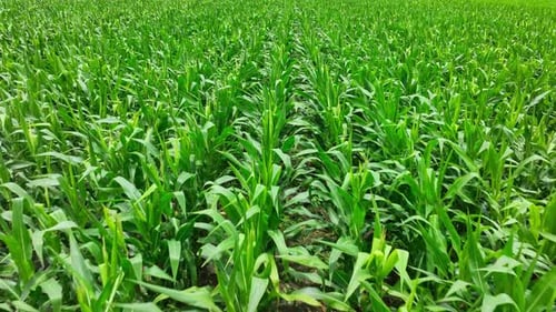 Aerial drone view of a vibrant corn field.