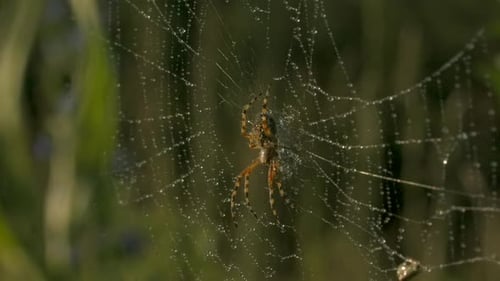 Spider on Dew Covered Web in Nature