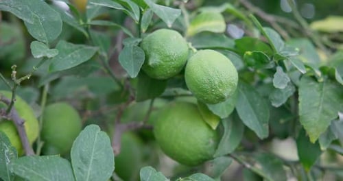 Lime Tree with Fruits Natural Organic Green Lemon on Lemon Tree Outdoor
