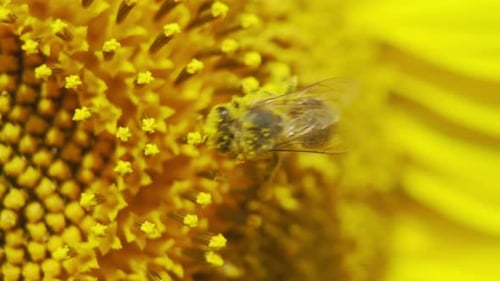 Close-up of a vibrant yellow sunflower with a bee, set against a bright summer