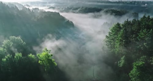 Misty forest in valley at sunrise in autumn.