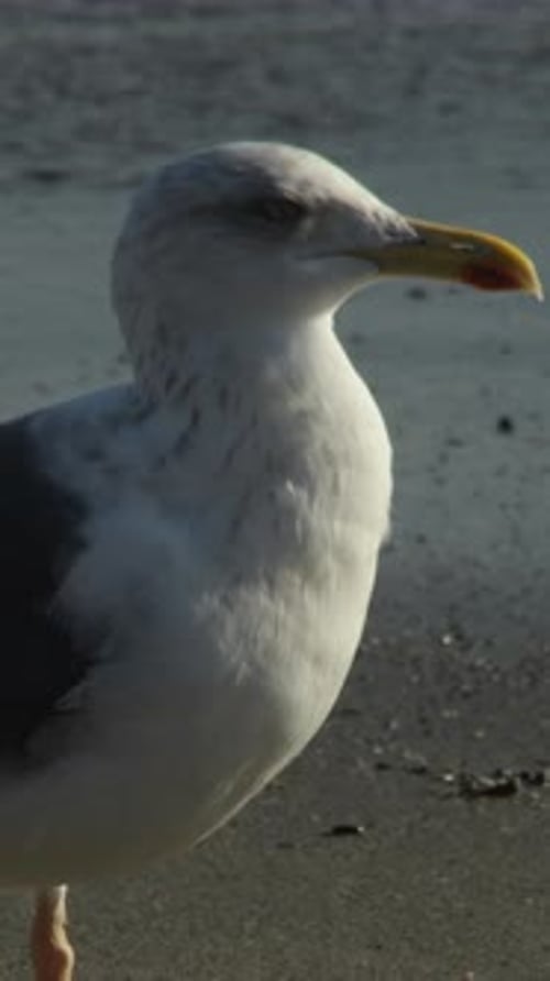 Seagull Standing Peacefully on a Beach Shoreline
