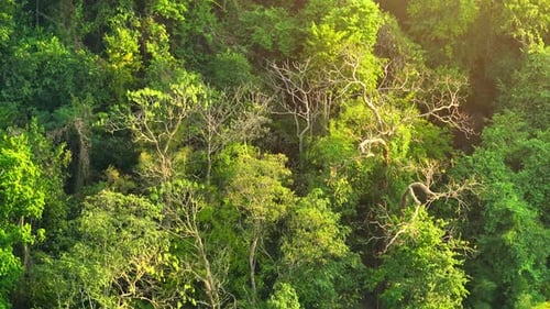 Majestic tropical forest on towering mountains by aerial view drone.