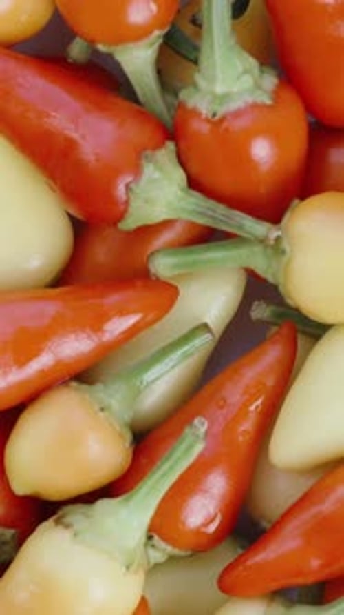 Vertical video. A top-down view of an assortment of mini chili peppers of the Rosemary variety