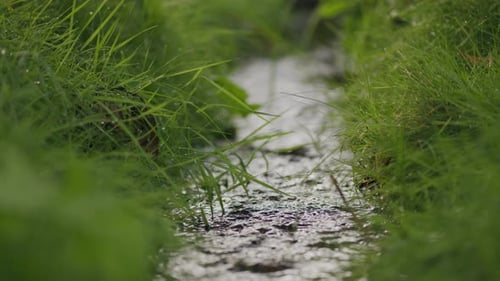 Fast flowing fresh stream water in natural green insect environment habitat