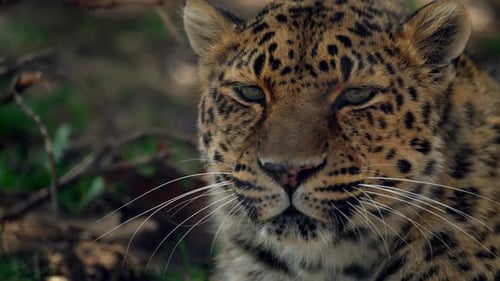 Eine atemberaubende Zeitlupenaufnahme eines wunderschönen Leoparden, der kräftig brüllt