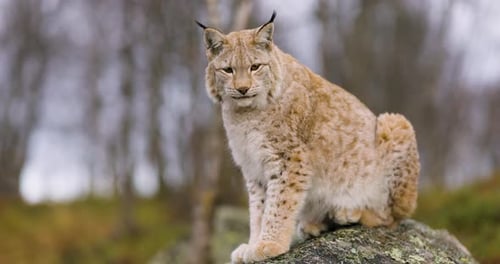 Schläfriger eurasischer Luchs sitzt auf einem Felsen im Wald