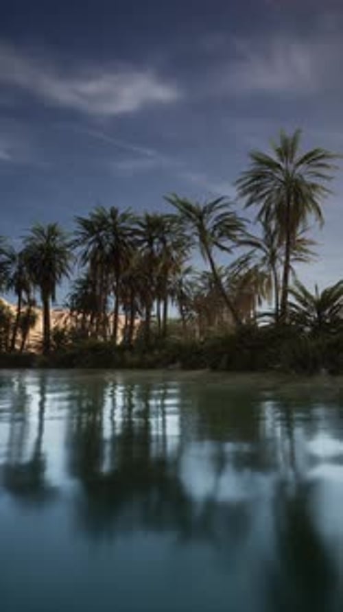 Palm Trees Surrounding Tropical Water