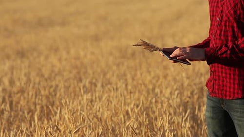Farmer Uses Tablet in Golden Wheat Field