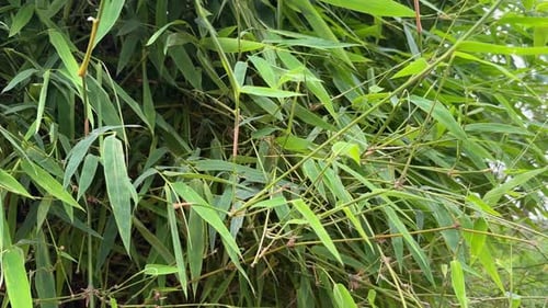 bamboo forest