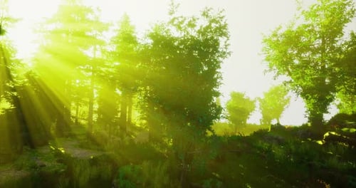 La lumière du soleil traverse les arbres verdoyants d'une forêt luxuriante pendant l'heure d'or