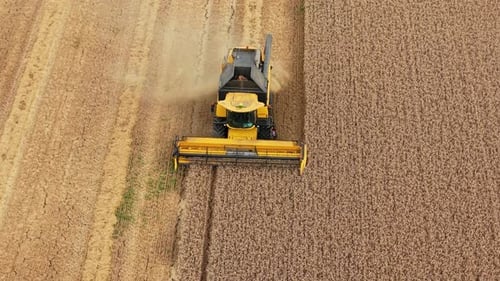 Harvester Working on Wheat Field in Farmland Combine Cutting Ripe Grain Crop in Countryside Tractor