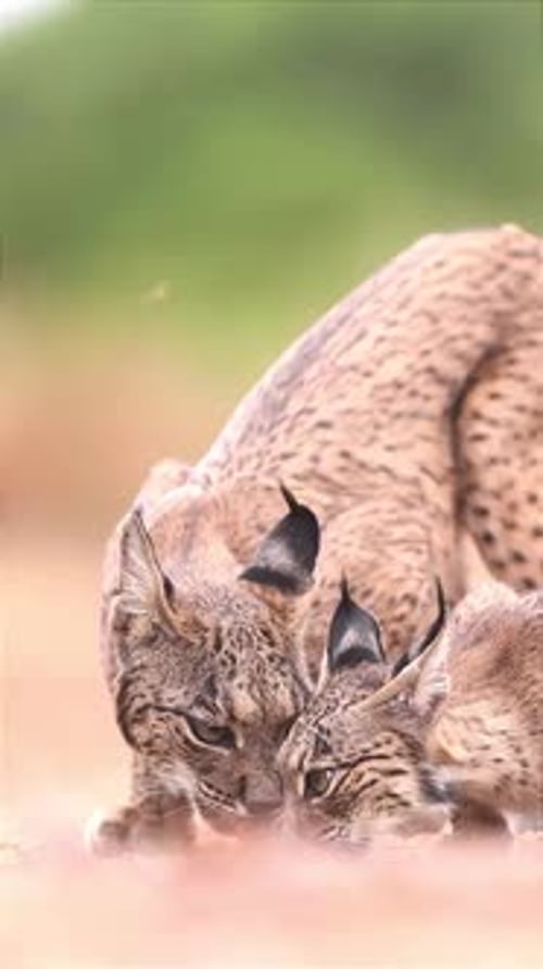 Lynx Mother and Cub Drinking