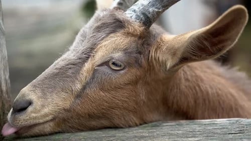 Portrait de chèvre brune aux longues oreilles, gros plan