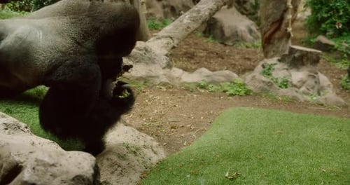 A wide-angle view of a gorilla habitat with multiple gorillas seen exploring a lush and rocky enviro