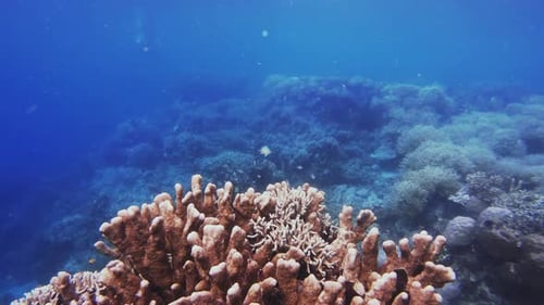 4k video footage of fish swimming underwater amongst the coral