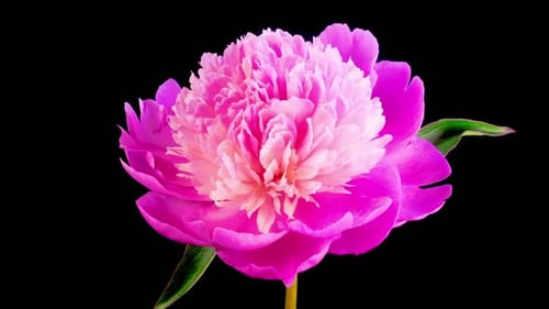 Pink Peony Flower Blossoms in Time Lapse