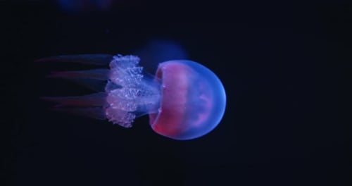 Close view of a bioluminescent jellyfish glowing in dark water background