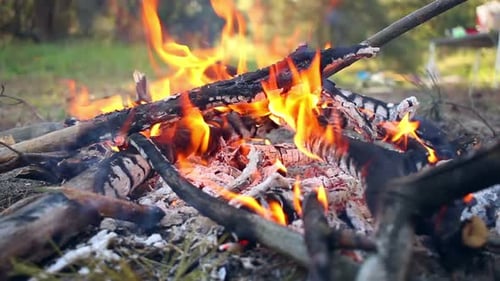 Bonfire in Forest. Wooden Camp Fire. Campfire Is Burning. Preparing Charcoal For