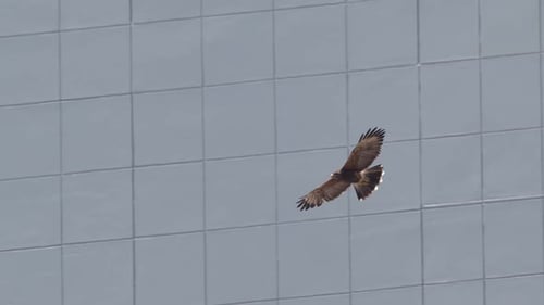 Harris Hawk Flies in front of the Urban building in slow motion as we see the structural glazing