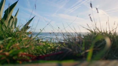 Spikelets Sway Beautiful Sea Horizon Slow Motion Green Grass Moving on Breeze