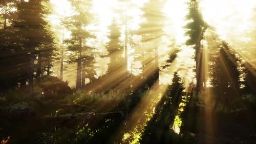 Paysage de forêt sombre et magique en automne avec des rayons de lumière chaude