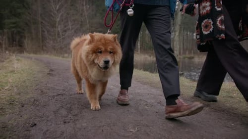 A Chow Chow Dog And Its Owners Enjoying A Walk