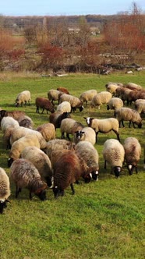 Herd of sheep outdoors. Beautiful fluffy domestic animals grazing on field in the countryside