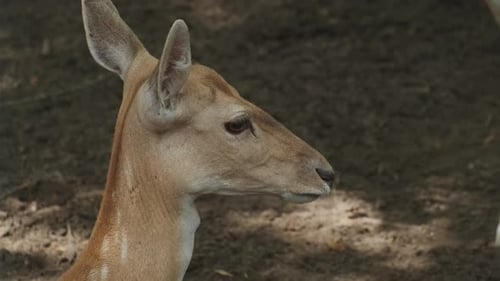 Majestic Deer Looking to the Side in Nature